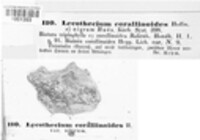 Image of Lecothecium corallinoides
